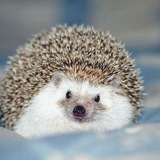 Ð�Ð¶Ð¸ÐºÐ¸ | Beautiful Hedgehogs